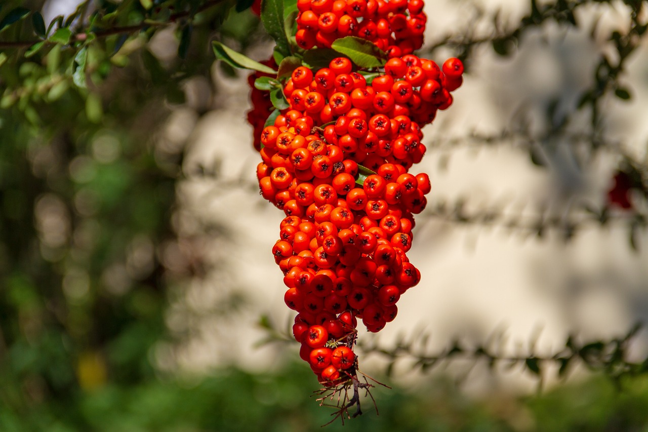 Rowanberry red shrub